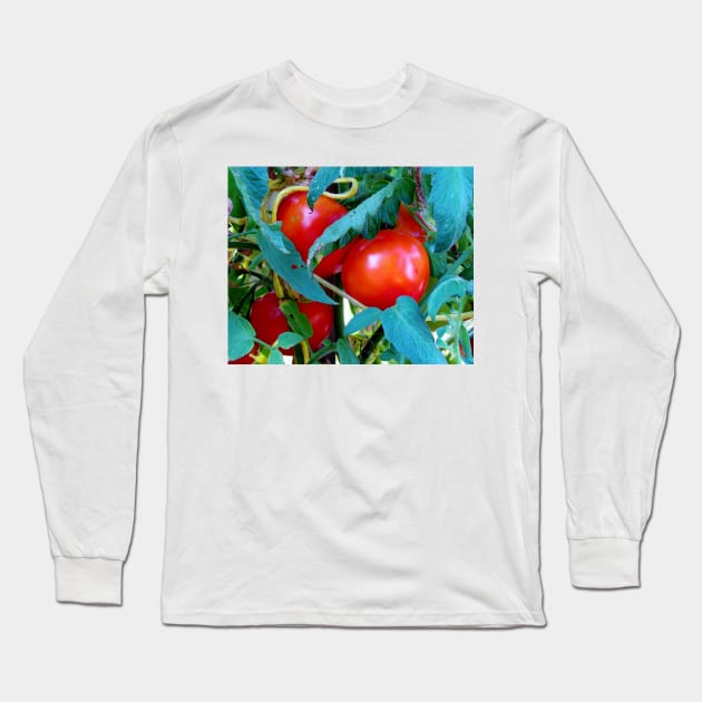 Ripe Red Tomatoes Long Sleeve T-Shirt by Cynthia48